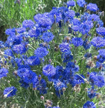 Blue Annual Herb Flower Centaurea Cyanus Flower heirloom non-gmo organic garden seeds