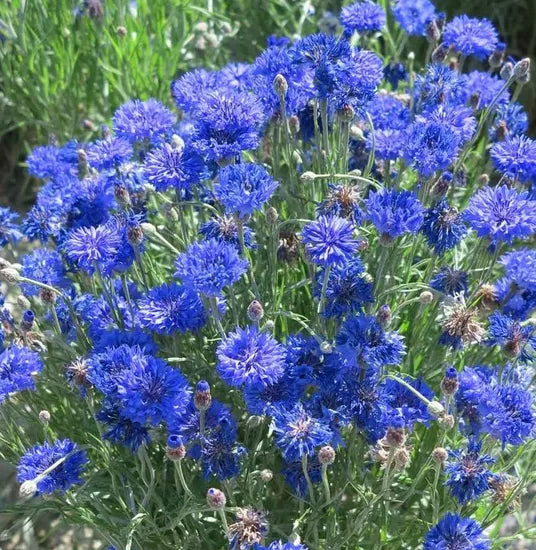 Blue Annual Herb Flower Centaurea Cyanus Flower heirloom non-gmo organic garden seeds