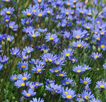 Blue Annul Herb Flower Felicia Amelloides heirloom non-gmo organic garden seeds