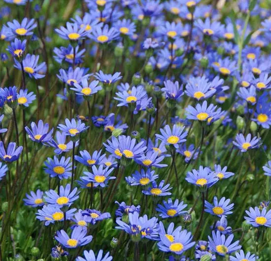 Blue Annul Herb Flower Felicia Amelloides heirloom non-gmo organic garden seeds