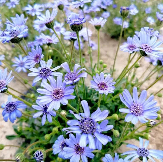 Blue Annul Herb Flower Felicia Amelloides – Heirloom, Non-GMO, High Germination Organic Garden Seeds