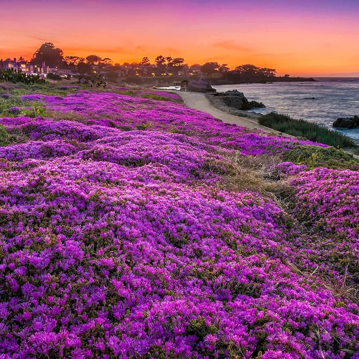 Blue Creeping Thyme seeds, non-GMO, drought-tolerant perennial for sunny slopes