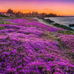 Blue Creeping Thyme seeds, non-GMO, drought-tolerant perennial for sunny slopes