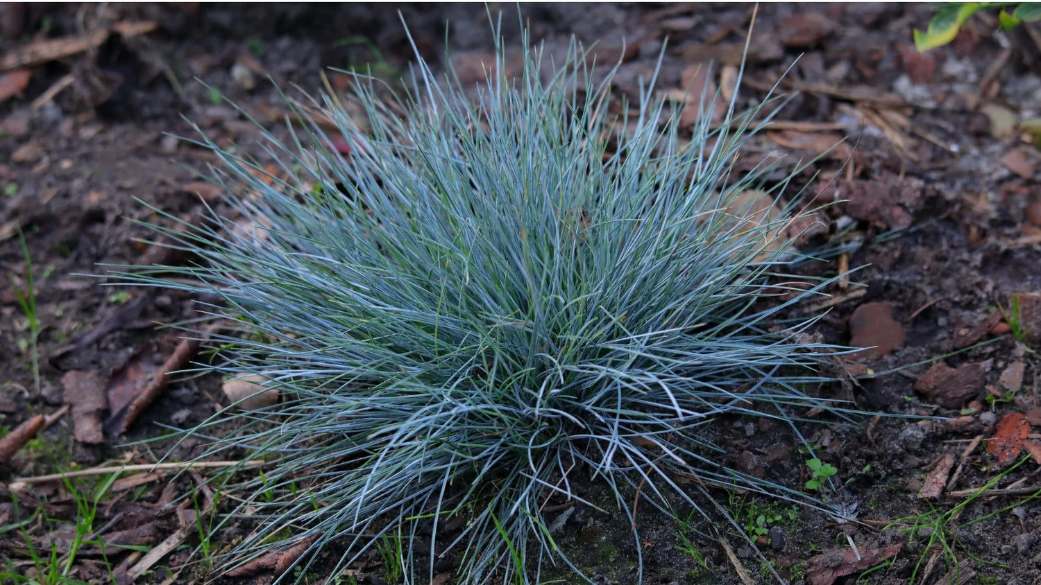 Blue Fescue Ornamental Grass Seeds