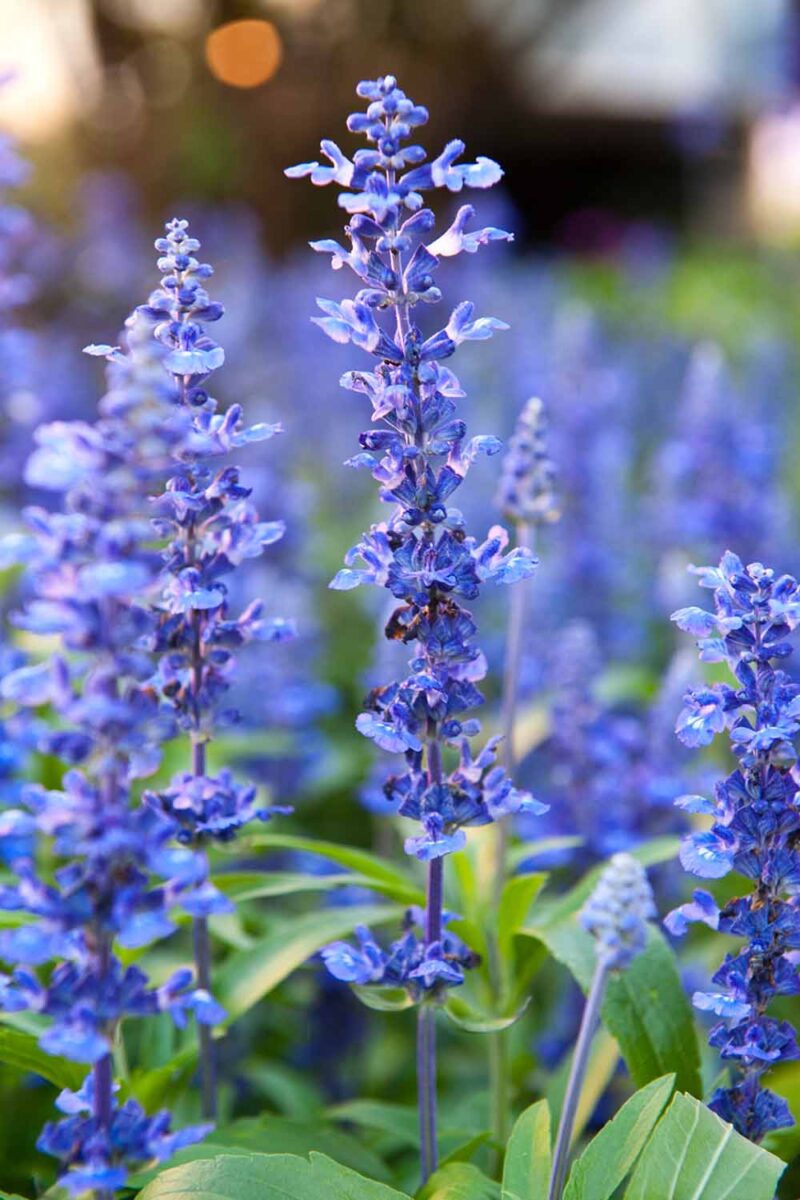 Blue Hyssop Seeds for Planting – Heirloom, Non-GMO Aromatic Herb Seeds