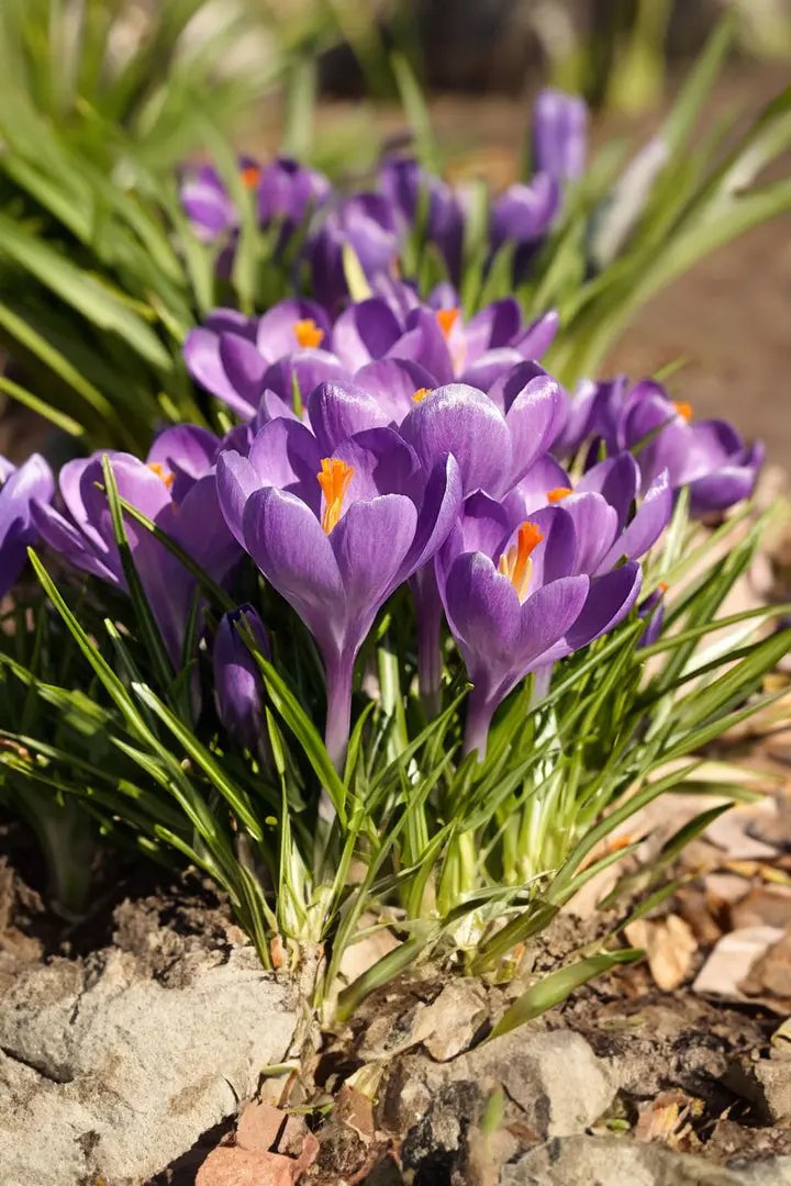Blue Ocean crocus Heirloom Flower Seeds – Non-GMO Early Spring Blooms for Garden Planting Dhara Seeds