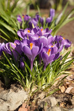 Blue Ocean crocus Heirloom Flower Seeds – Non-GMO Early Spring Blooms for Garden Planting Dhara Seeds