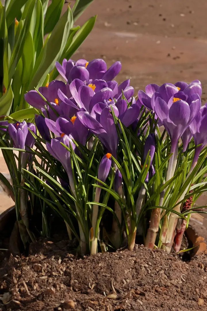 Blue Ocean crocus Heirloom Flower Seeds – Non-GMO Early Spring Blooms for Garden Planting Dhara Seeds