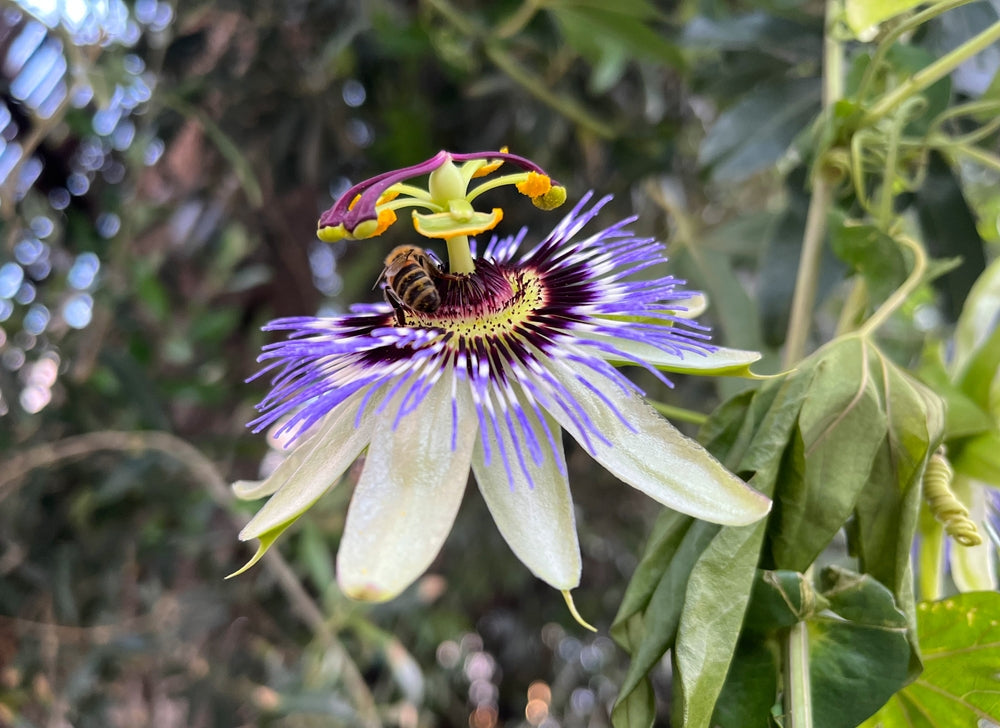 Heirloom (Heirloom scientific name) for planting in garden