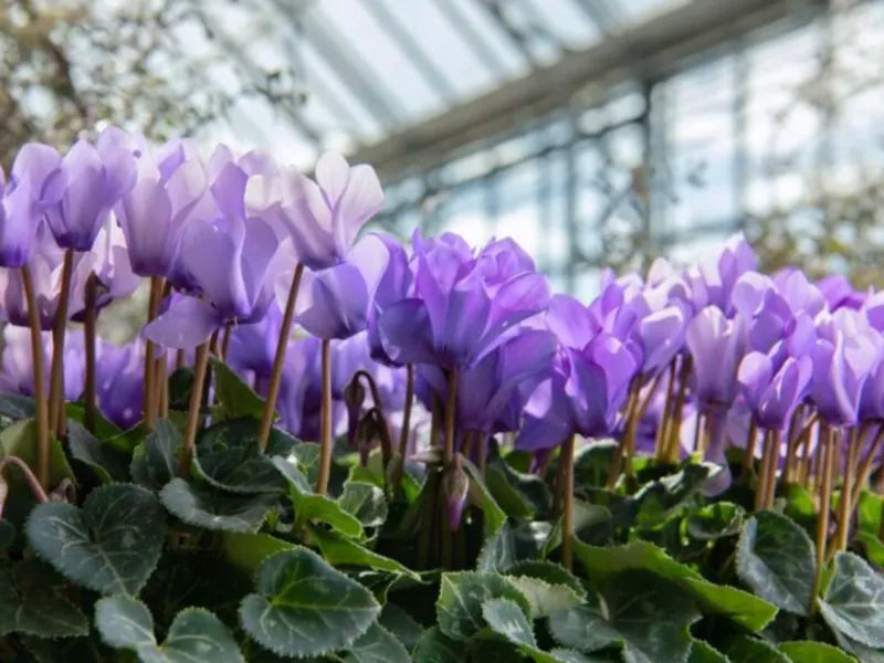 Cyclamen Cyclamen Persicum Blue Flower Seeds for Planting