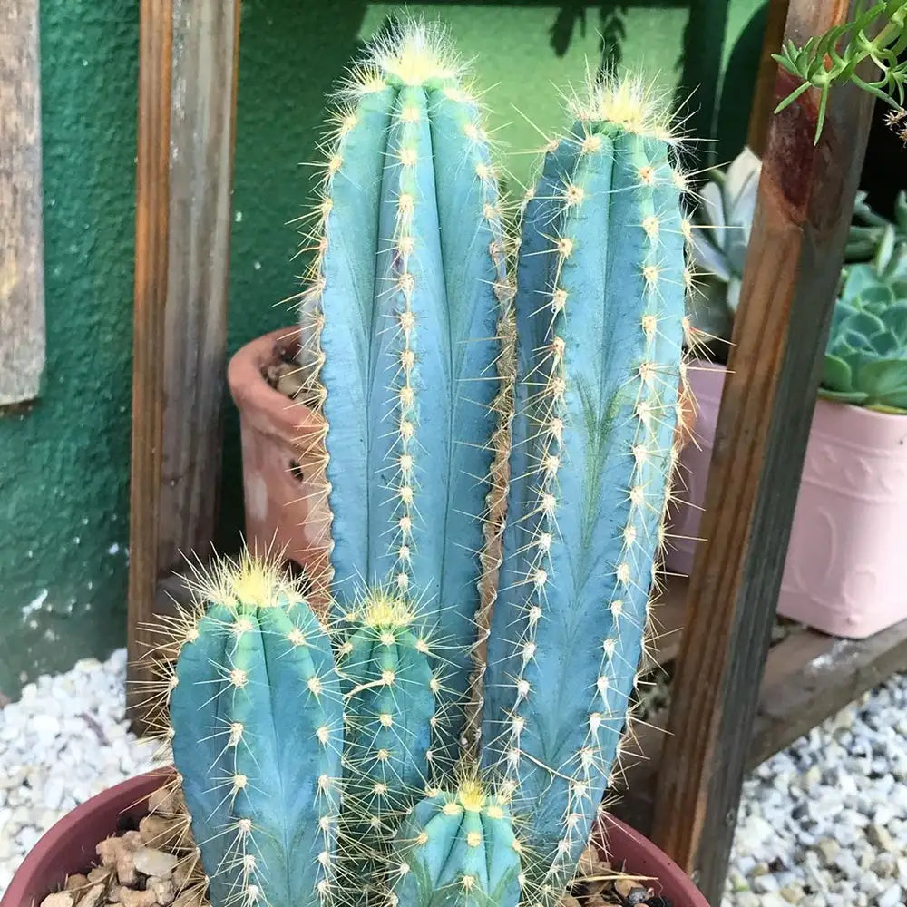 Blue Cactus plant growing in indoor pots. Unique succulent for bright windowsill.