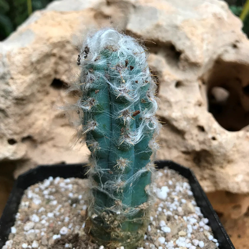Blue Cactus planted in an outdoor rock garden. Drought-tolerant xeriscaping succulent.