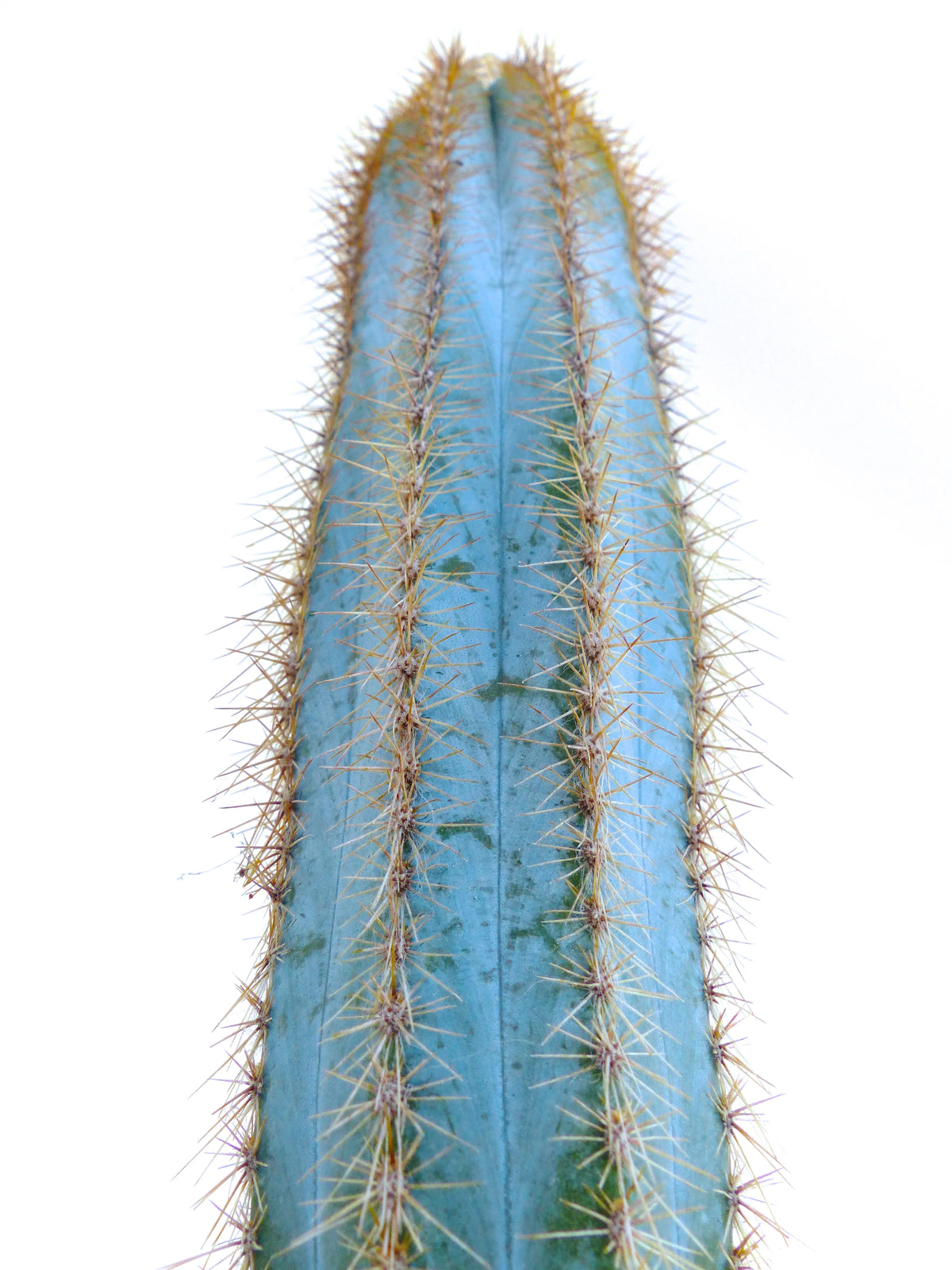Blue Cactus Seeds packet. Buy rare succulent seeds online. Blue variety starter kit.