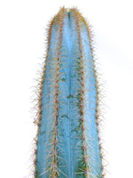 Blue Cactus Seeds packet. Buy rare succulent seeds online. Blue variety starter kit.