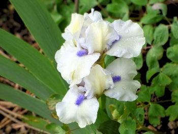 Tiny Tots Collection - Mix & Match Dwarf Iris