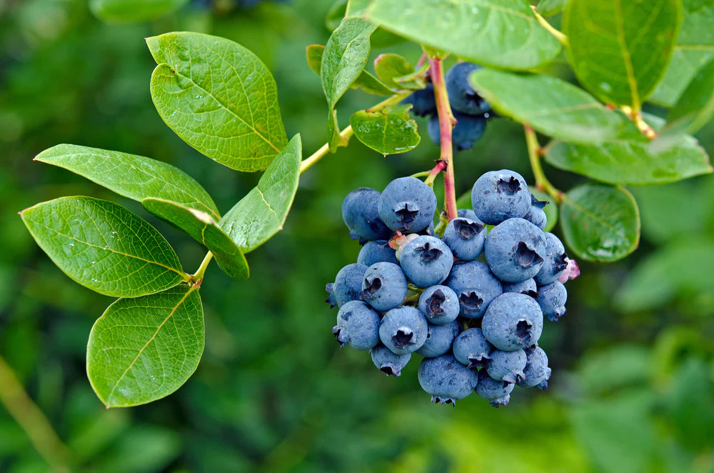 Blueberry Blue Crop