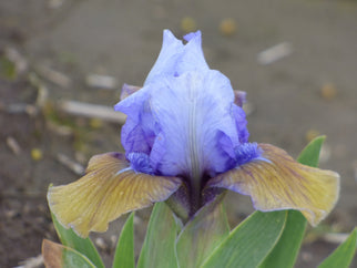 Blueberry Tart Dwarf Iris