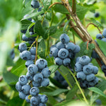 A mature perennial Highbush Blueberry shrub in a home garden.