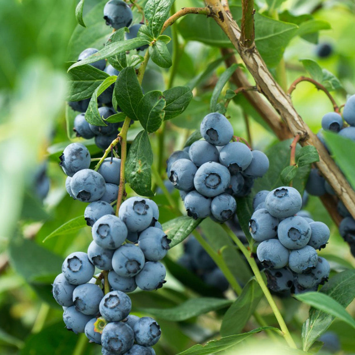 A mature perennial Highbush Blueberry shrub in a home garden.