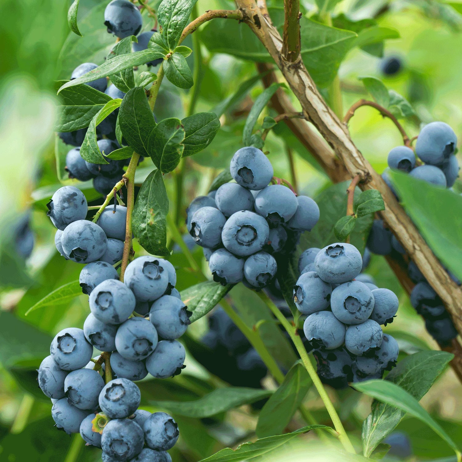 Blueberry Blue Crop