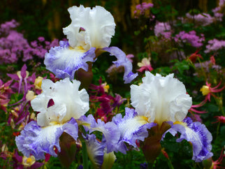 Blueberry Parfait Tall Bearded Iris