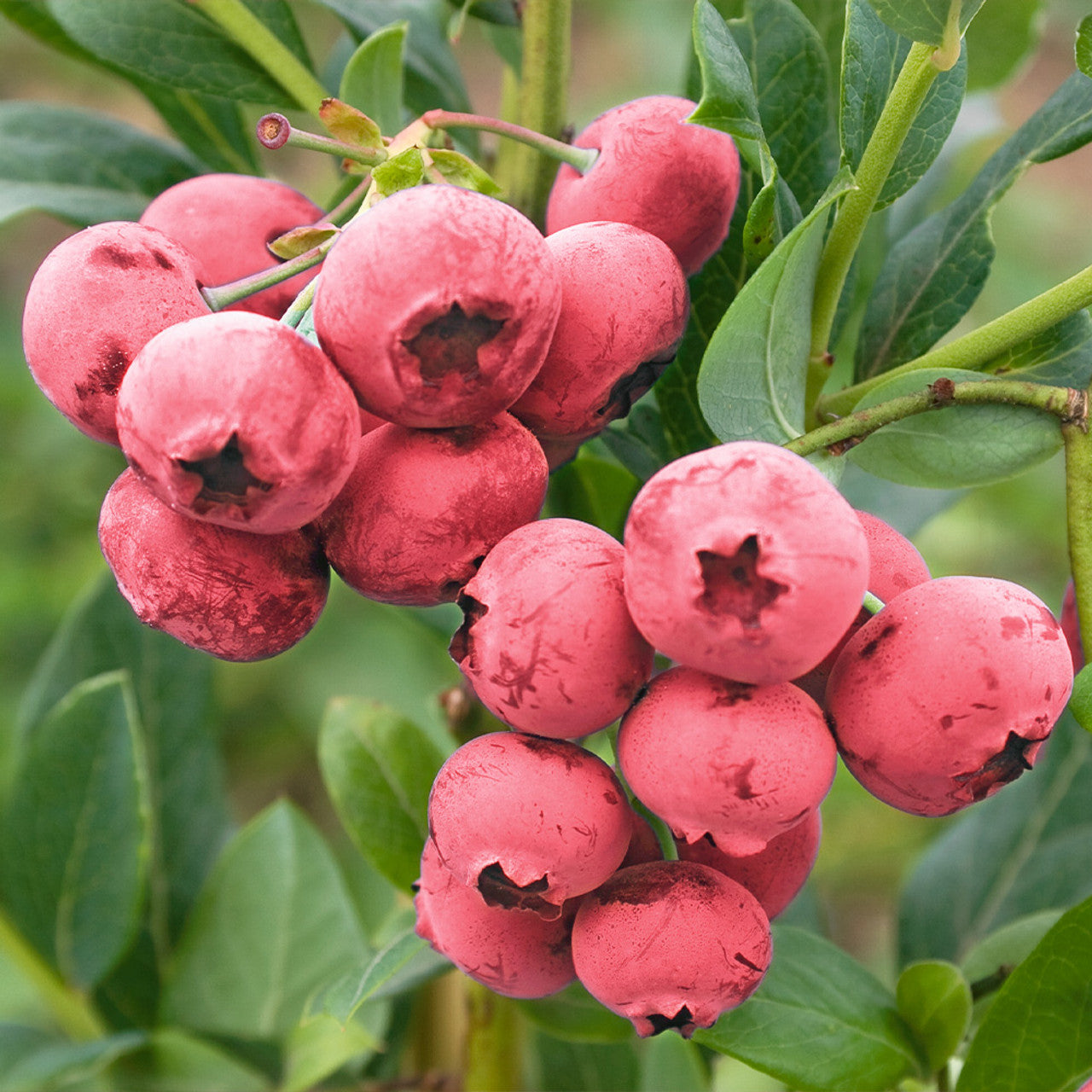 Pink Lemonade Blueberry (Vaccinium corymbosum) – Sweet & Tangy Pink Berries