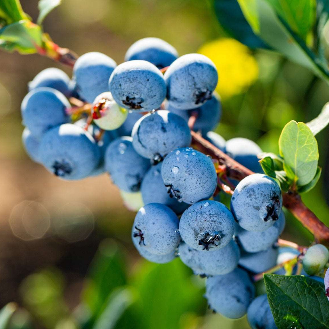Young blueberry seedlings growing in peat moss, showing early growth.