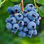 Premium Highbush Blueberry Seeds Vaccinium Corymbosum packet for home garden planting.