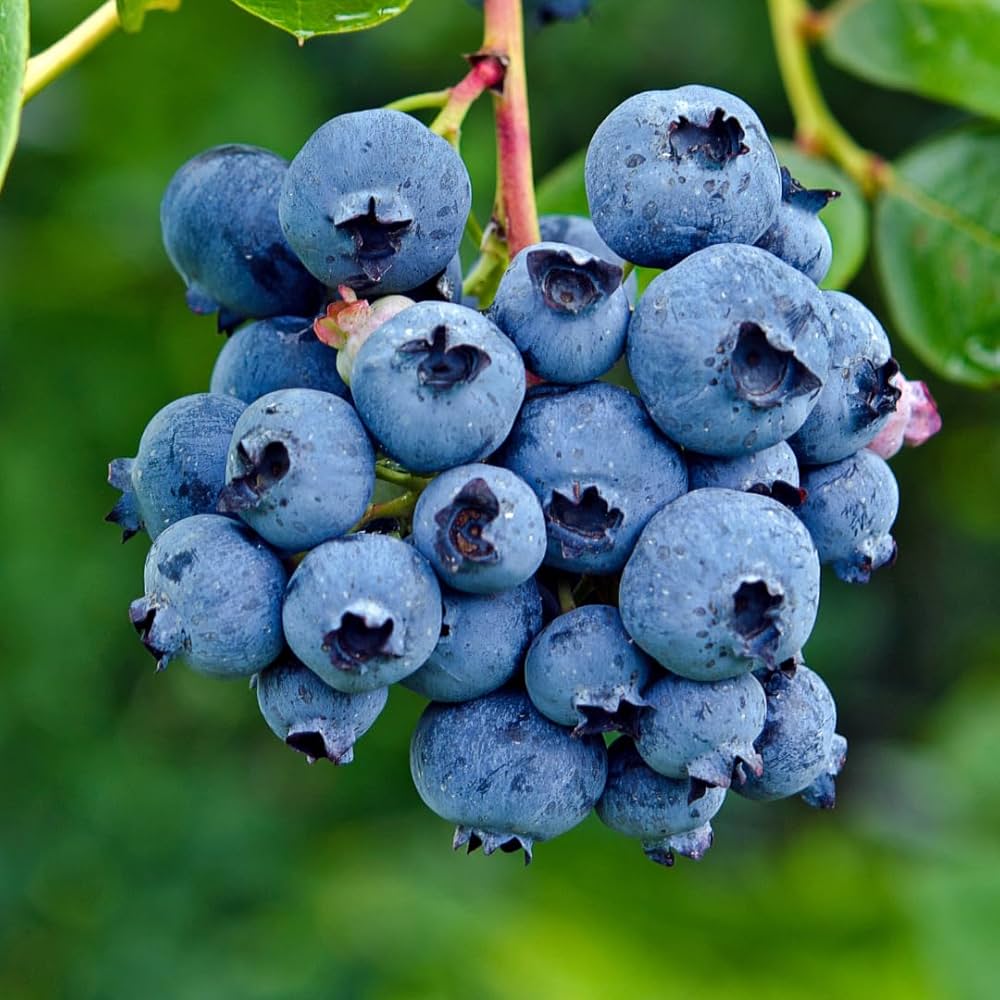 Premium Highbush Blueberry Seeds Vaccinium Corymbosum packet for home garden planting.