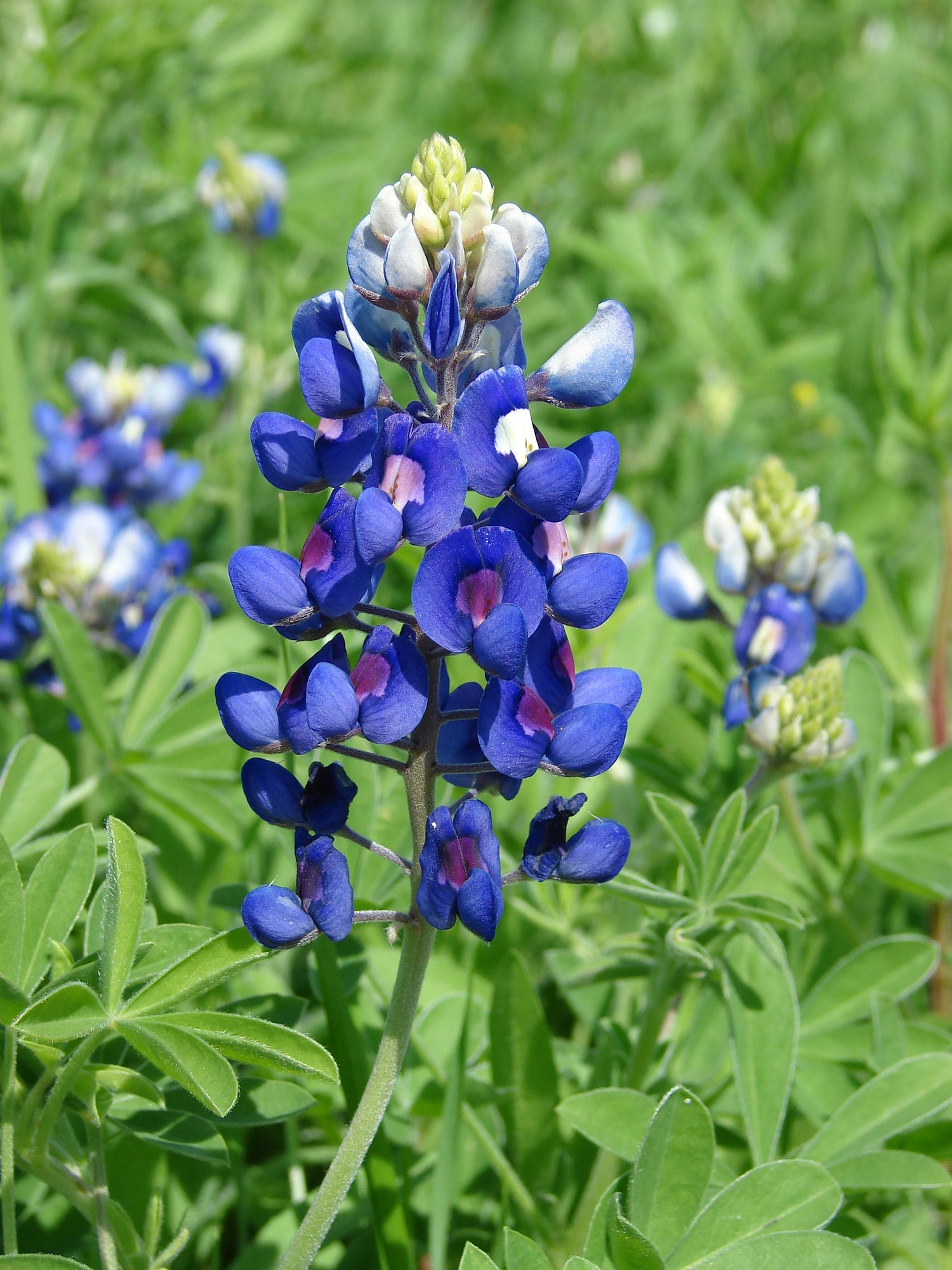 Texas Bluebonnet Seeds Lupinus texensis Texas State Flower Genuine – Heirloom, Non-GMO, High Germination Organic Garden Seeds