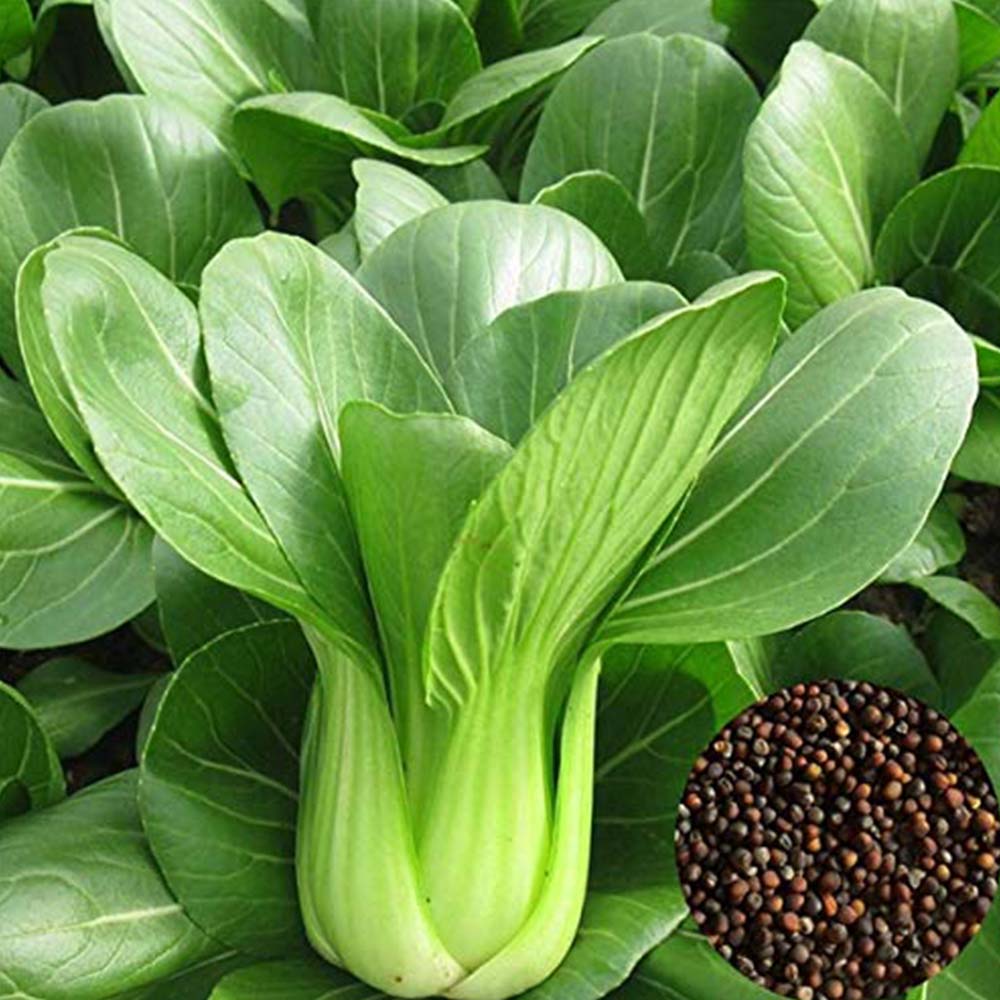 Army Green Choi Bok Choy Seeds for Planting