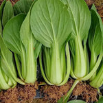 Bolting Heat Tolerance Lettuce For Sowing heirloom non-gmo organic garden seeds