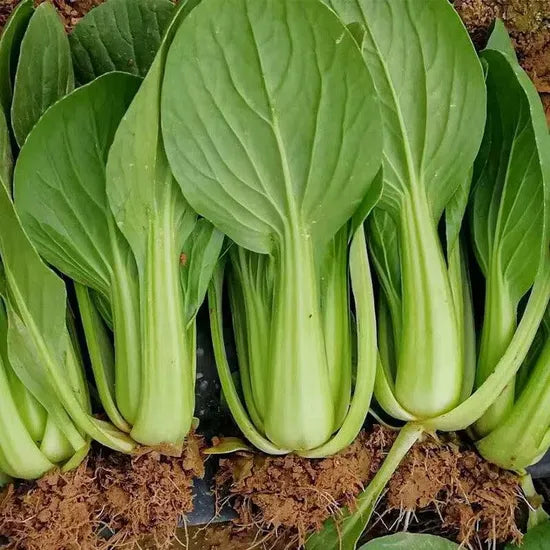Bolting Heat Tolerance Lettuce For Sowing heirloom non-gmo organic garden seeds