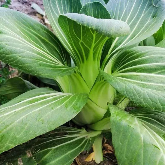 Bolting Heat Tolerance Lettuce For Sowing – Heirloom, Non-GMO, High Germination Organic Garden Seeds