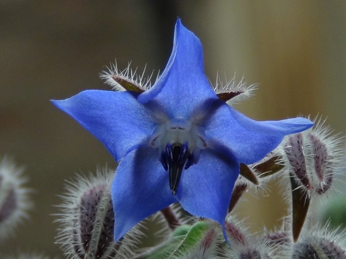 Heirloom Borago Officinalis Flower Seeds, Non-GMO Edible Herb Blooms for Garden Planting for planting in home garden