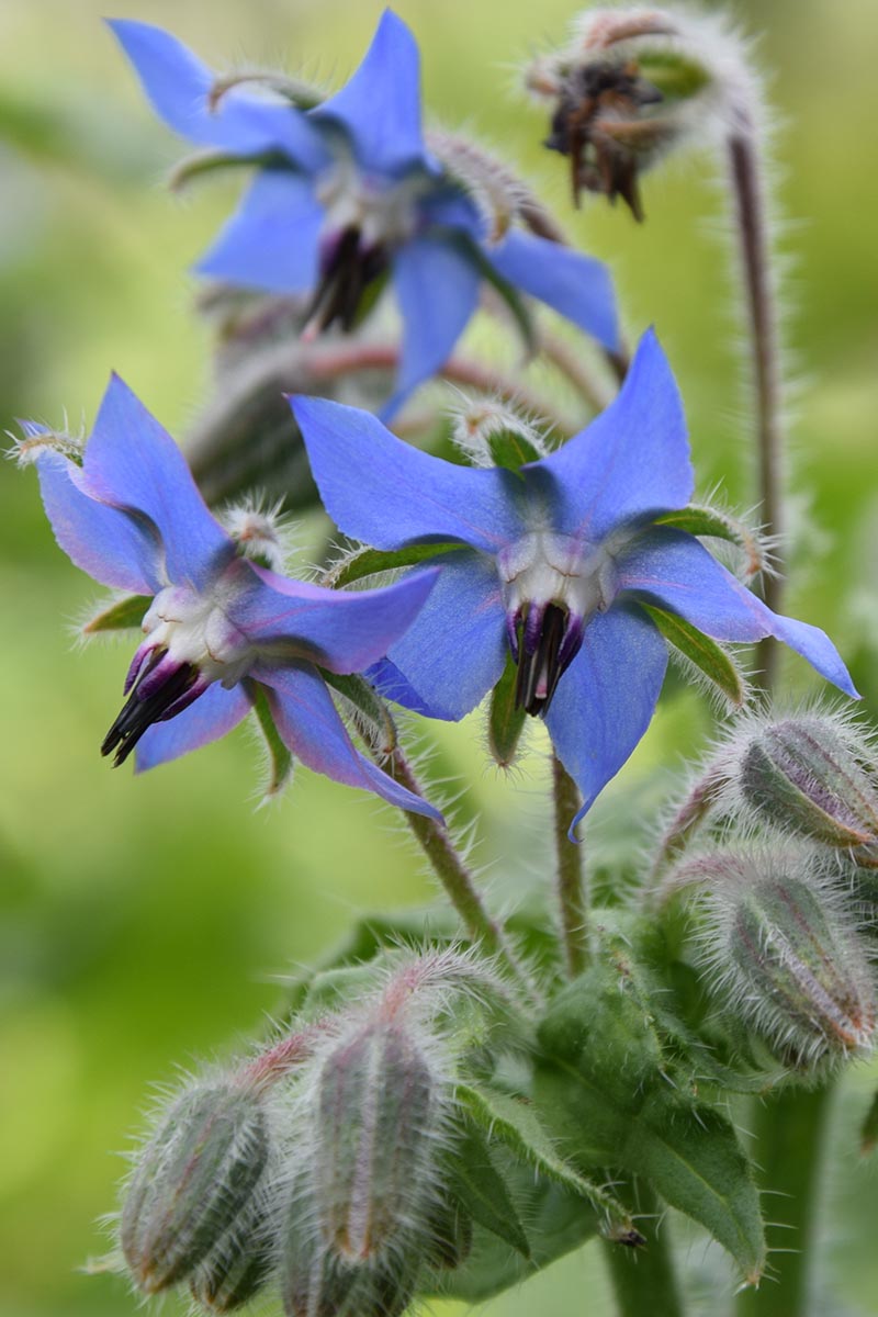 Edible Borage herb leaves and flowers for culinary use