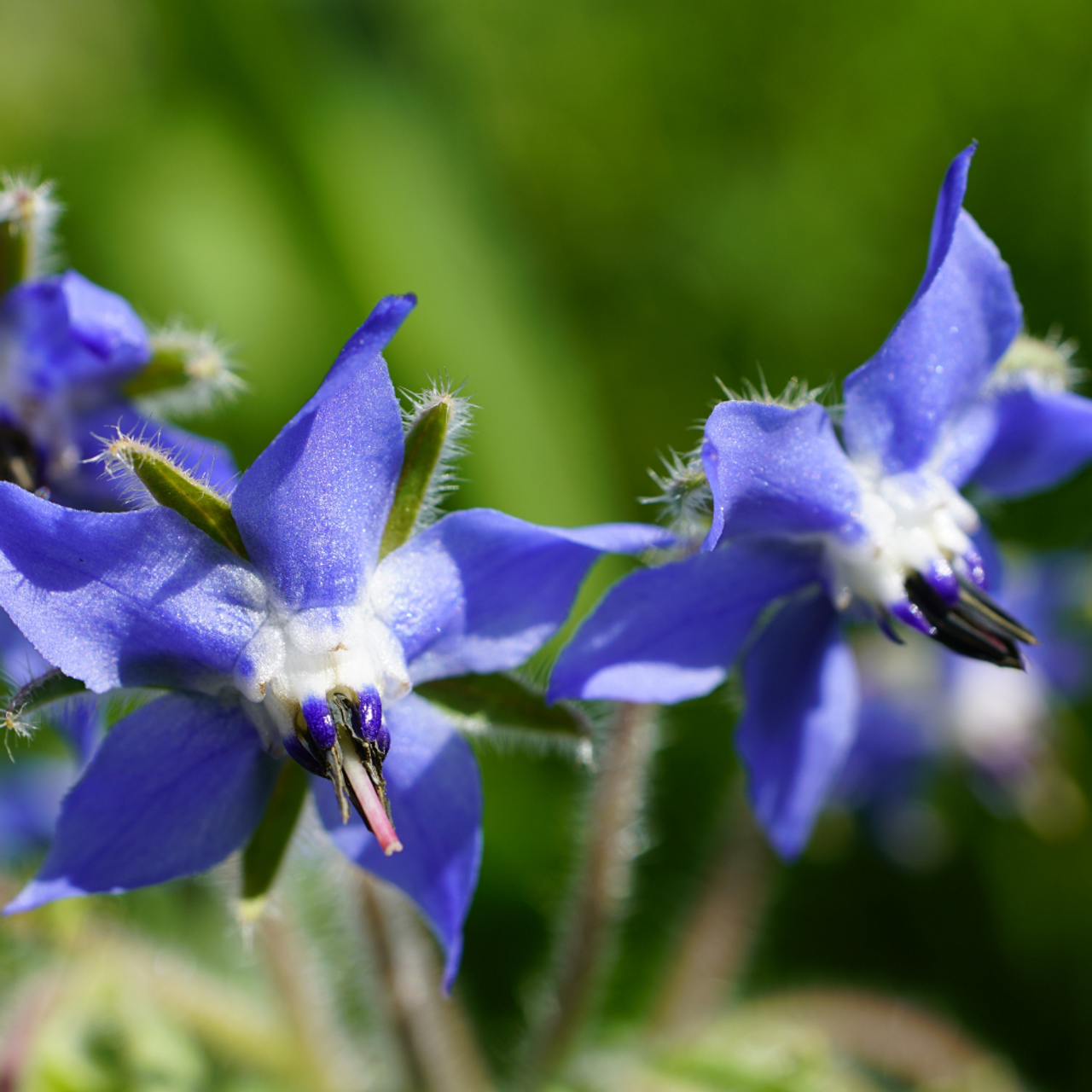 Close-up of Borago officinalis blue flowers, perfect for pollinator garden