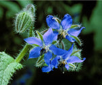 Honeybee on a Borage plant, essential for a thriving pollinator garden