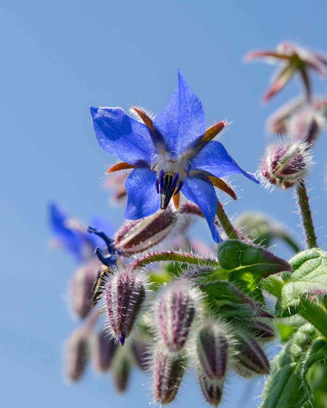 Full view of a mature Borago officinalis plant