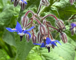 Hand holding Borage rare blue seeds, open-pollinated and ready to plant