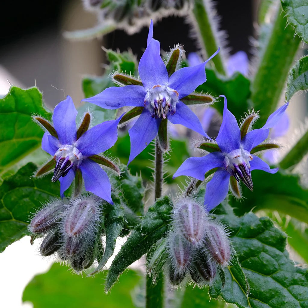Borage seeds packet, high-quality Non-GMO for planting