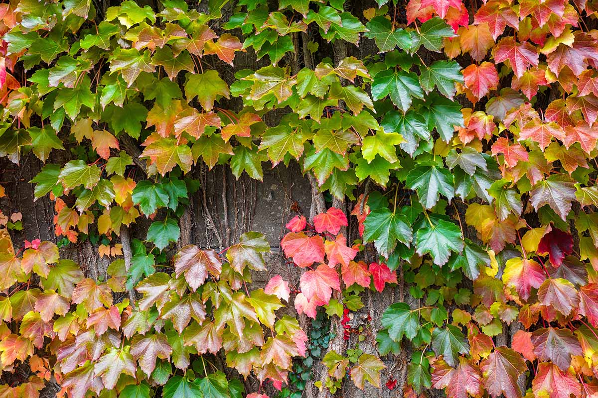 Green Boston Ivy Plant Seeds for Planting-Heirloom & Non-GMO Seeds for planting