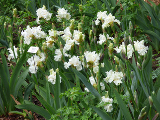 Boston Cream Tall Bearded Iris