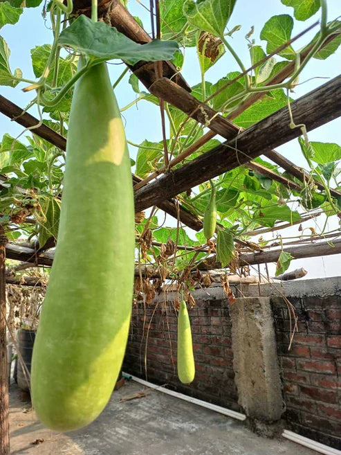 Bottle gourd-Bhim