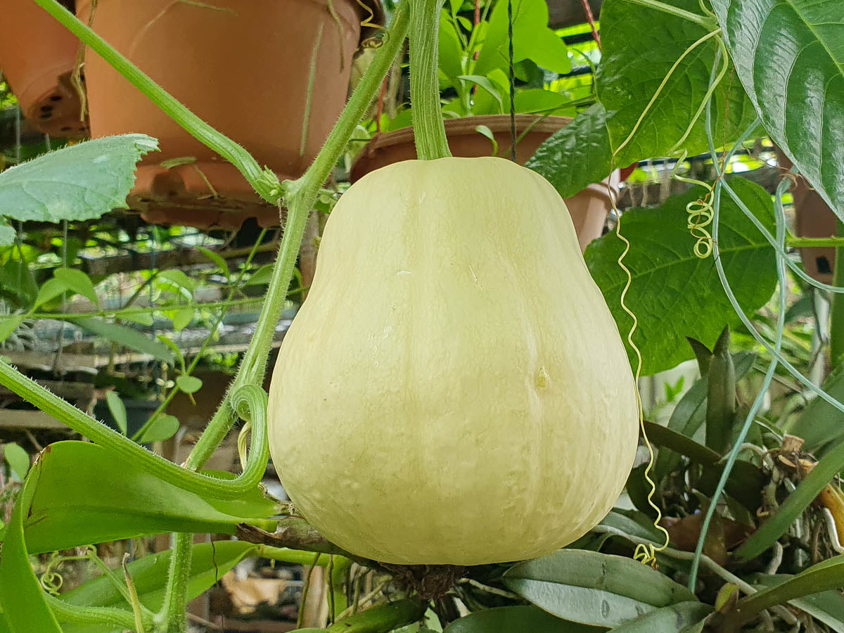 Gourd Seeds