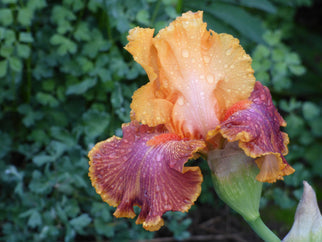 Bottle Rocket Tall Bearded Iris