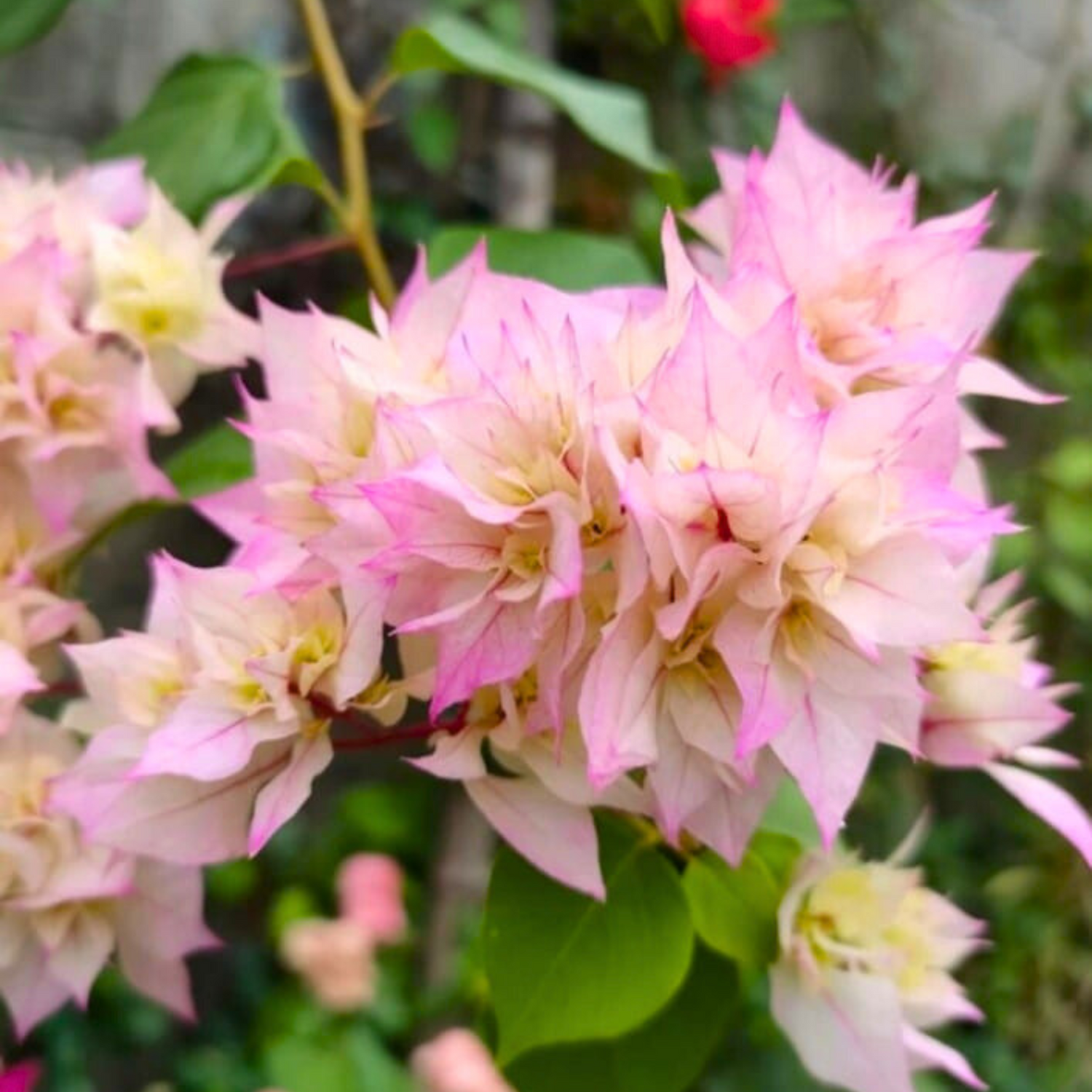 Bougainvillea Cherry Blossom Flower Seeds