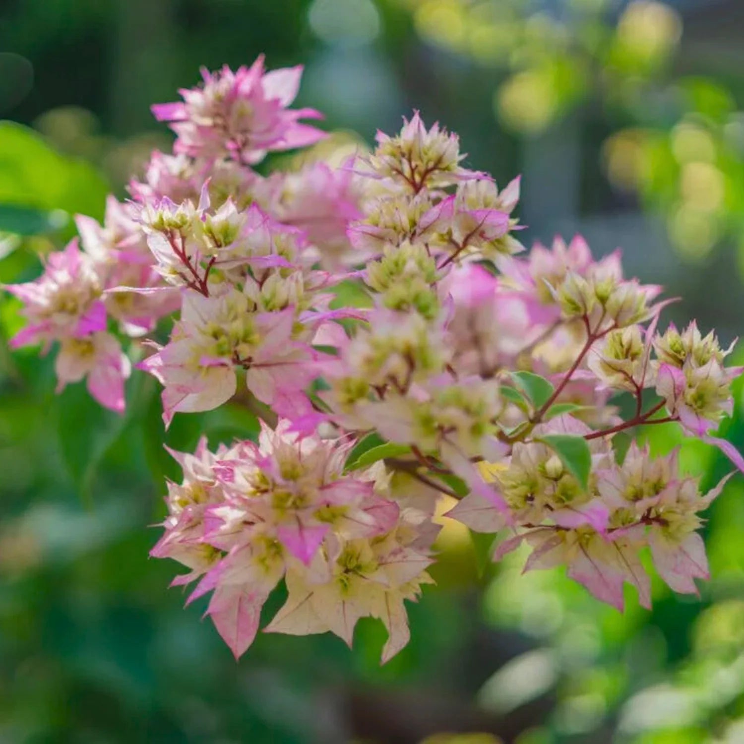 Bougainvillea Cherry Blossom Flower Seeds