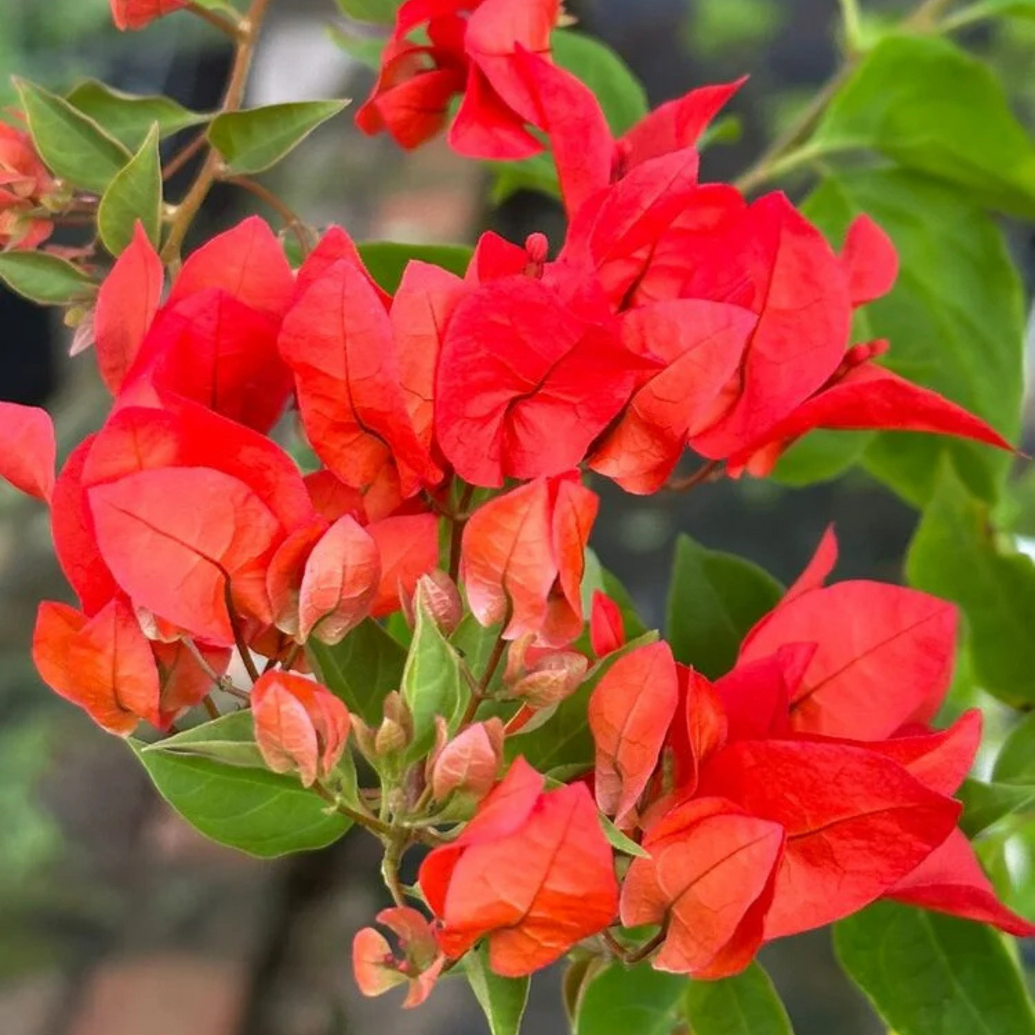 Bougainvillea Chilli Red Hybrid Flower Seeds