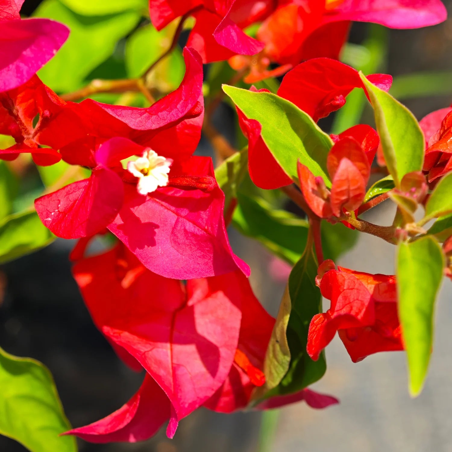 Bougainvillea Chilli Red Hybrid Flower Seeds